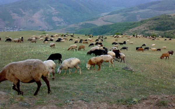 پرورش دام در آستانه فرسایش / نگاهی به نقش مراتع در امنیت غذایی