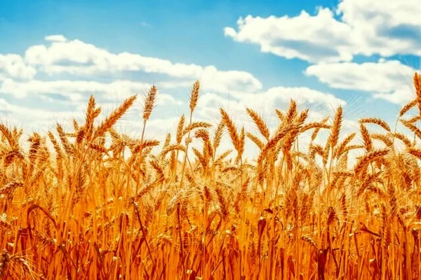 تاخیر در اعلام قیمت خرید تضمینی گندم سال 1405